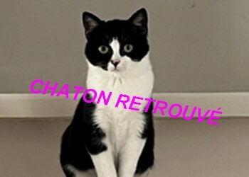 27.01.2025 CHATON RETROUVÉ